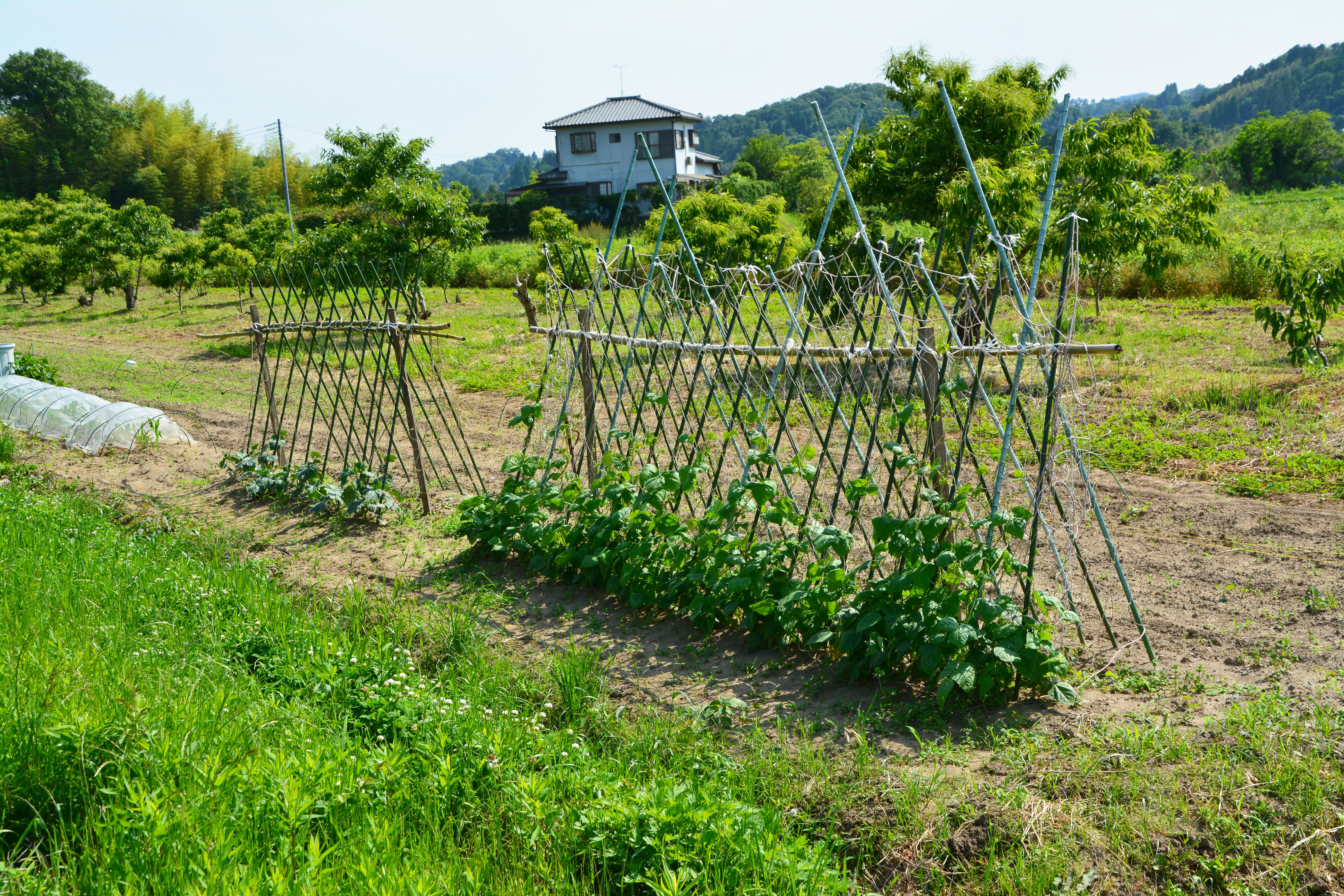農地・畑の草刈り